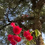 別荘 Quinta De Toubres