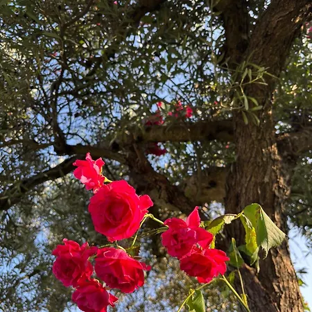 Hébergement de vacances Quinta De Toubres