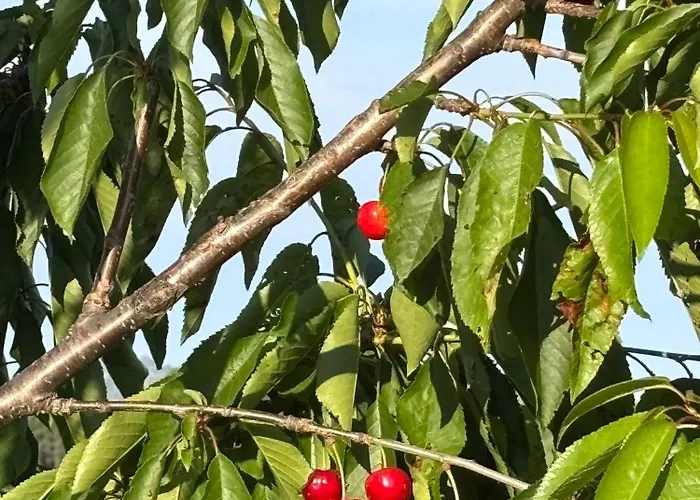 Dom wakacyjny Quinta De Toubres