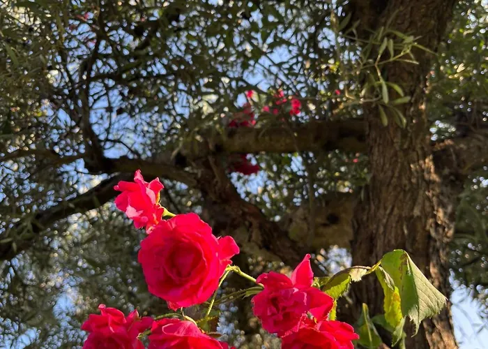 度假居 Quinta De Toubres